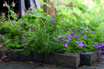 Tree pit garden for urban greening and climate adaptation. Small garden with plants around a tree. Boomspiegeltuin.