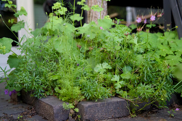 Tree pit garden for urban greening and climate adaptation. Small garden with plants around a tree. Boomspiegeltuin.