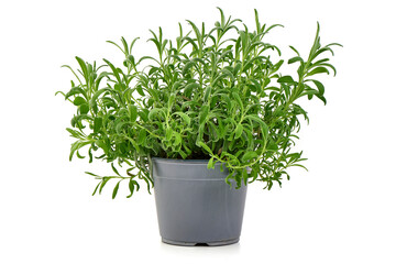 Naklejka premium Fresh Rosemary Plant in Gray Plastic Pot, Isolated on White Background.