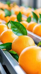 Fresh orange harvest on production line with green leaves for citrus packaging design