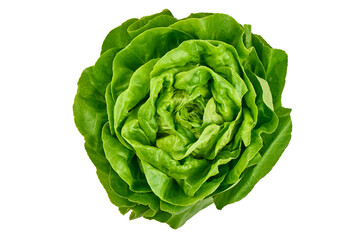Fototapeta premium Fresh Green Butterhead Lettuce, Isolated on White Background.