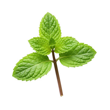 Mint sprig isolated on transparent background