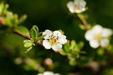 Spring day in the garden. Branches of flowering cotoneaster ascendens Flinchet. Selective focus