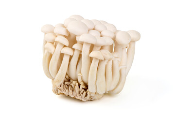 White Shimeji Mushrooms, Isolated on White Background