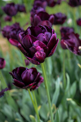 Flowering Tulips 'Midnight Mix' Variety in Spring