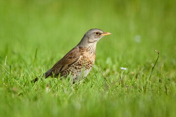Bird Turdus pilaris aka fieldfare is searching for food in the grass. Isolated on green background.