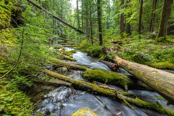 Gordijnen Bos rivier Little Zigzag River in Oregon  © Hanjo Hellmann