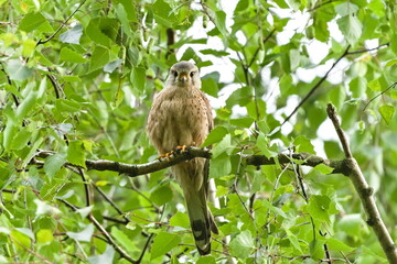 Look of the predator. Falco tinnunculus aka common kestrel perched on the tree. Common bird of prey in Czech republic.