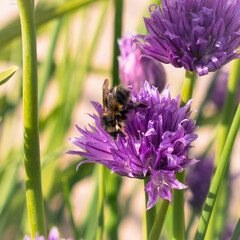 Honey-bee on purple chive flowerhead.