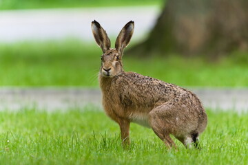 European Brown hare aka Lepus europaeus in residential area.