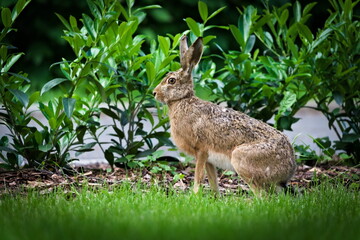European Brown hare aka Lepus europaeus in residential area.