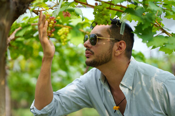 Handsome man entrepreneur touching grape on branch to check quality of grape in organic vineyard.