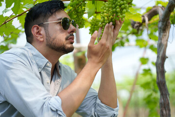Handsome man entrepreneur touching grape on branch to check quality of grape in organic vineyard.