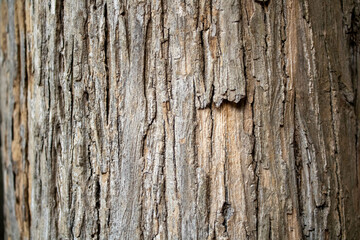 Obraz premium old wood texture