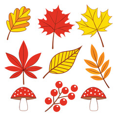 Obraz premium Colorful autumn elements featuring leaves berries and mushrooms on a clean white background