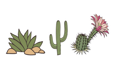 set of Multiple cactus plants of various sizes, vector illustration.