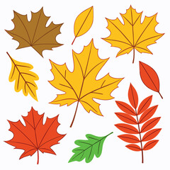 Obraz premium Colorful autumn leaves illustration with various leaf types for fall season concepts