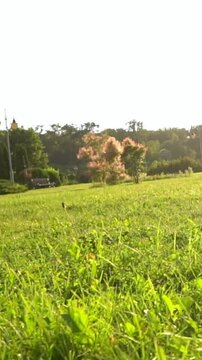 active dog running profile side view jumping fetching backlight on summer green meadow with sun rays. Vertical video footage slow motion. Summer time leisure with pet Jack Russell terrier 