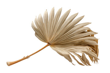PNG Dried palm leaf on black background: textured natural fan-shaped flora