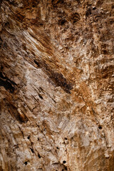 Close-up of wood texture. Texture and details of broken wood. Different decorative lines and cracks