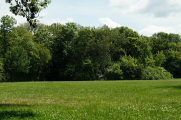 gr&uuml;ne Wiese mit Laubb&auml;umen 