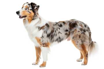 Cute Bernese Mountain Dog and Australian Shepherd puppies on a white background, perfect for a pet or animal-themed project
