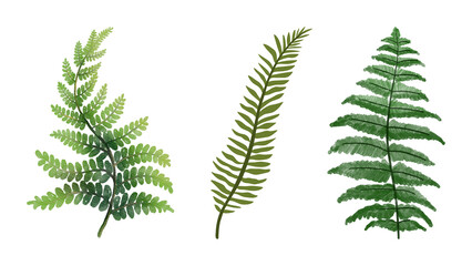 fern leaves isolated on white