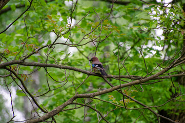 eurasian jay perched on a tree branch