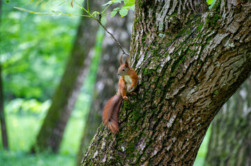 squirrel sitting  on the tree and watching