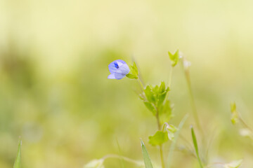 beautiful flower of speedwell, purple flower of speedwell slowly opening, blue flower of veronica,...