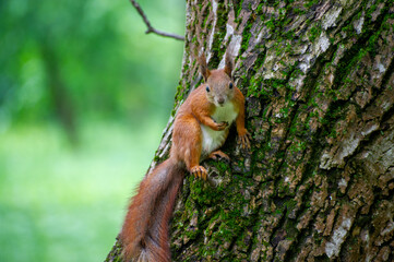 squirrel on a tree