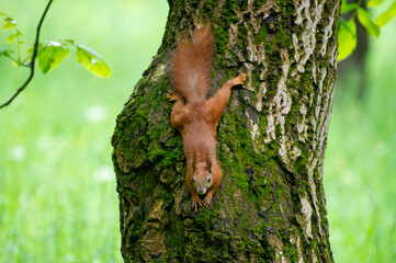 a red squirrel on a tree