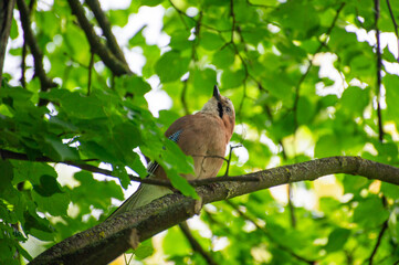 eurasian jay perched on a tree branch and watching up