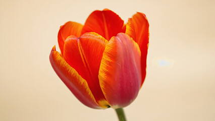 Red and yellow tulip flower