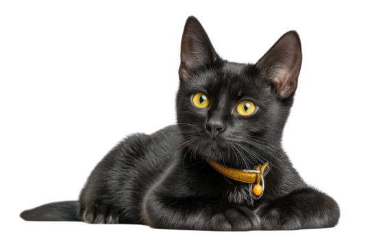 PNG Black cat with yellow collar lying down against white background