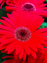 Petalos de gerbera
