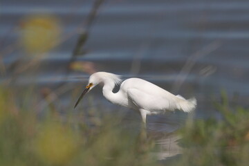 Snowy Egret, Egretta thula, single bird in water, Warwickshire