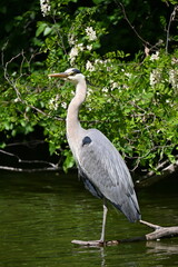 A gray heron stands in a park lake against the background of a beautiful flowering tree. This species of large wading birds lives in the Danube Delta, Austria. 