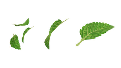 green mint leaves isolated © Hani