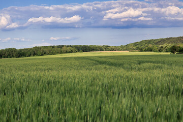 Farmland  with trees in background
