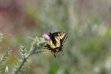 Swallowtail butterfly (Papilio machaon)