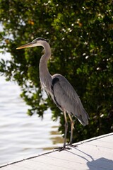Blue Heron standing on dock with mangroves in the background