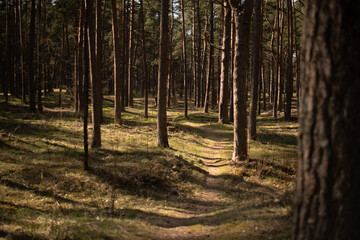 Fototapeta premium path in the woods