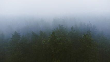 fog in the forest