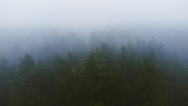 Fototapeta fog in the forest