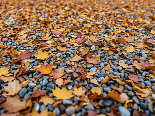 Obraz premium Autumnal Ground Cover