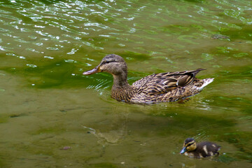 anatra nel lago