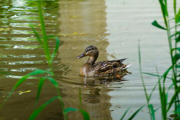 anatra nel lago