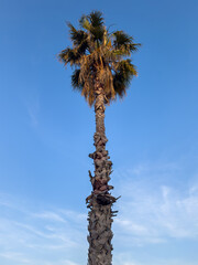 Palm tree on a tropical beach, blue sky, sunny summer day