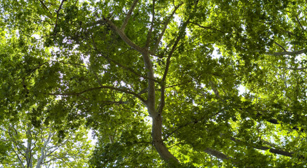 Plane tree foliage in springtime. Fresh green leaves, low angle view